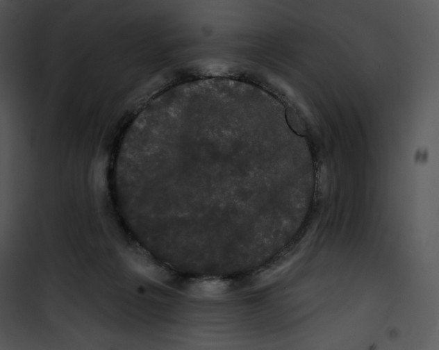 X0000100890217200807220959