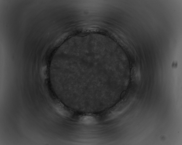 X0000100890224200807220959