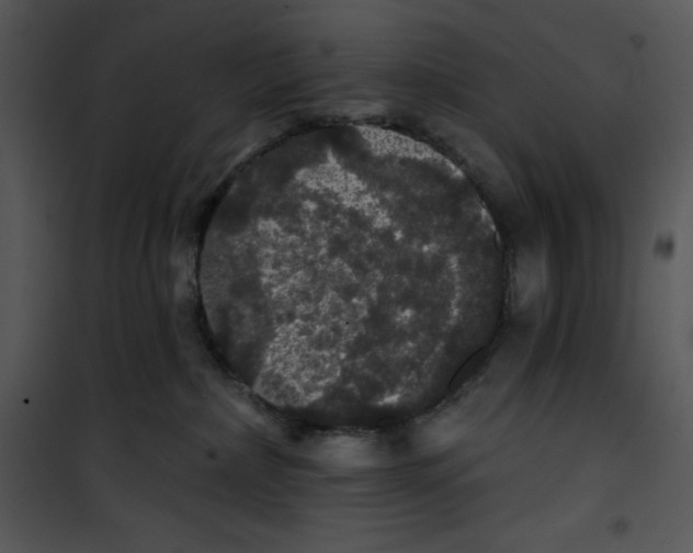 X0000100890236200807220959