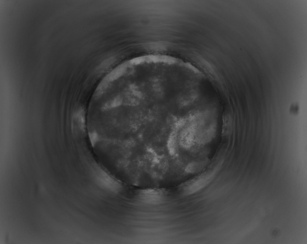 X0000100890238200807220959