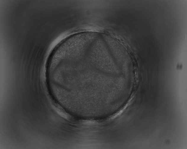 X0000100890246200807220958