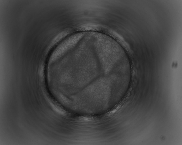 X0000100890250200807220958