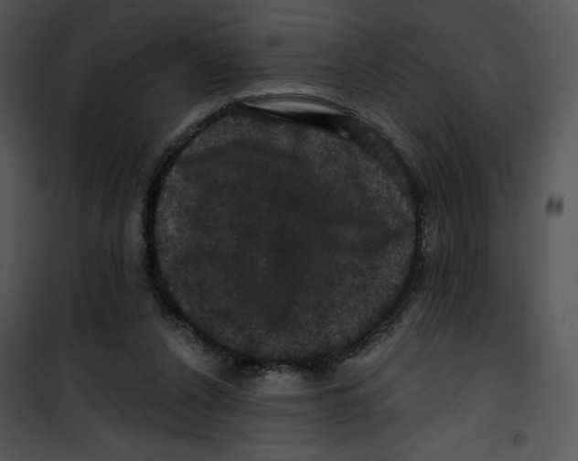 X0000100890256200807220958