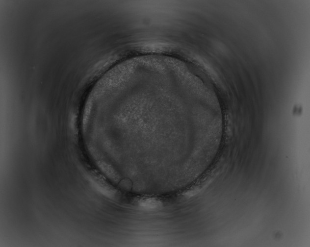 X0000100890258200807220958