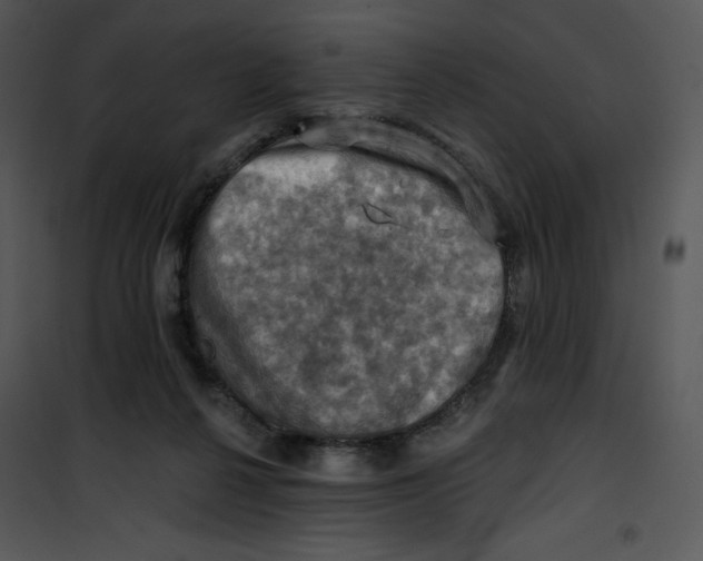 X0000100890264200807220958