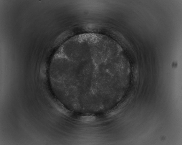 X0000100890266200807220958