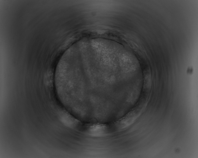 X0000100890274200807220958