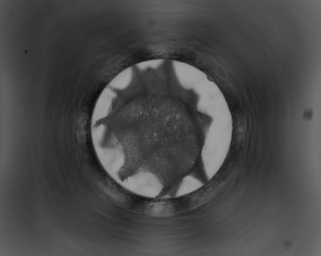 X0000100890275200807220958