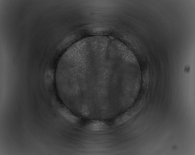 X0000100890278200807220958