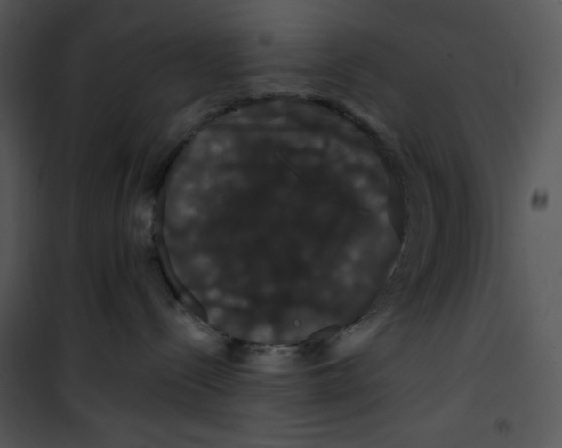 X0000100890288200807220959