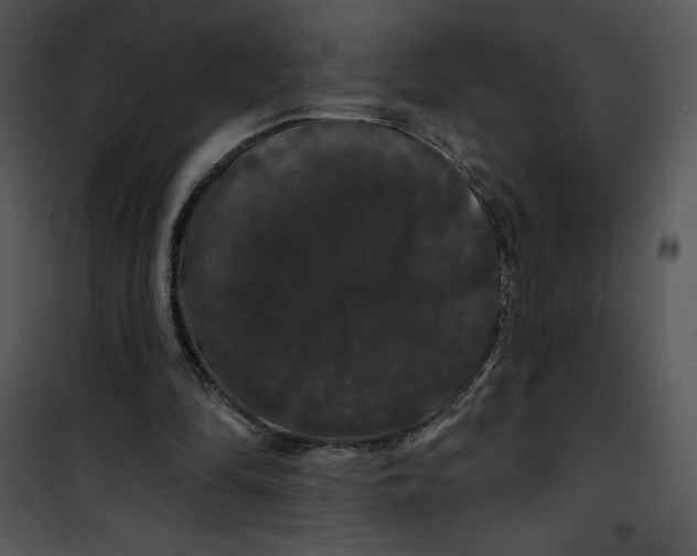 X0000100890294200807220958