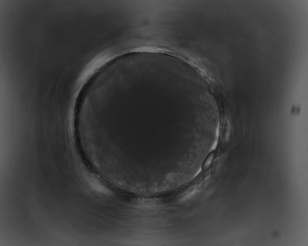 X0000100890296200807220958