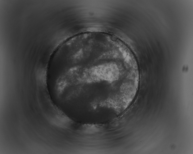 X0000100890297200807220958