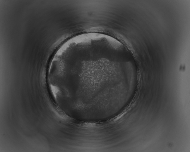 X0000100890298200807220958