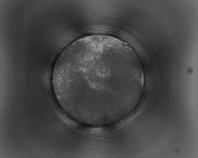 X0000100890309200807220958