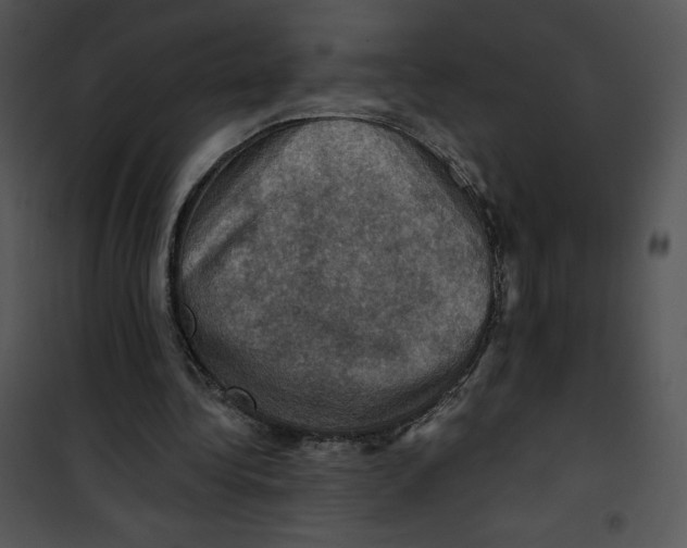 X0000100890340200807220957