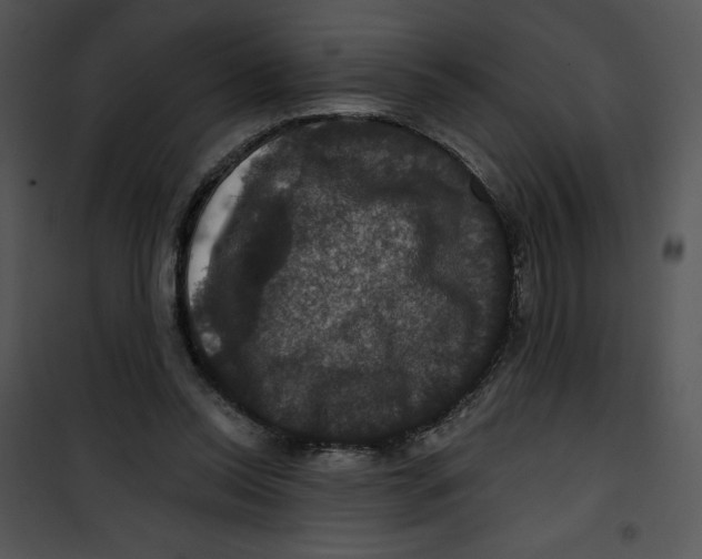 X0000100890350200807220957