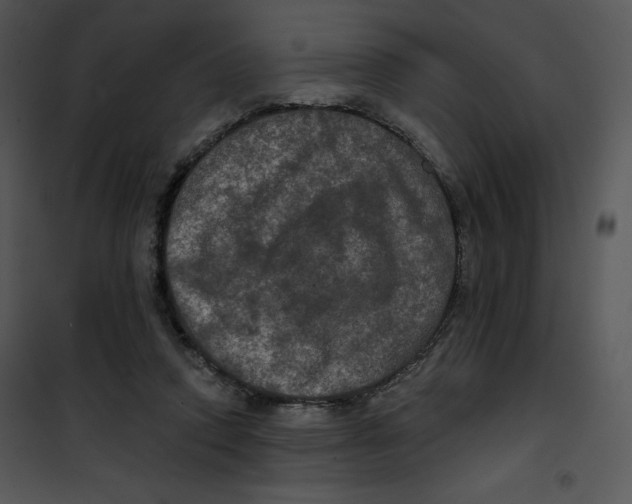 X0000100890354200807220957