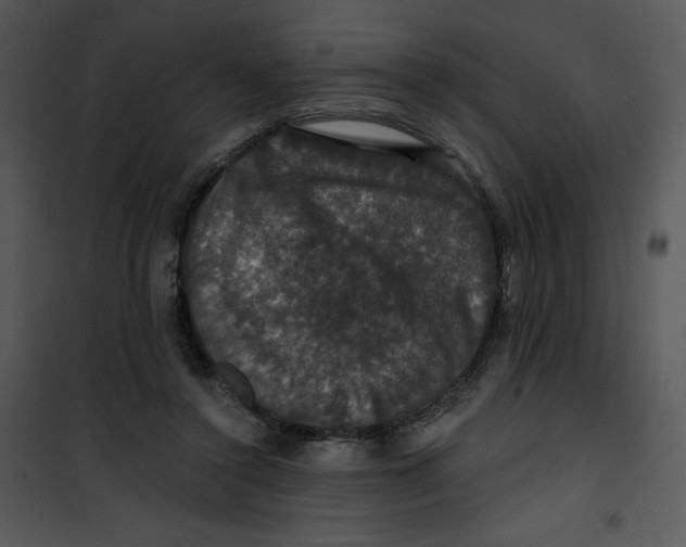 X0000100890356200807220957