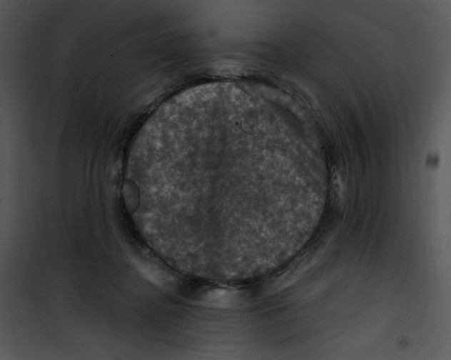 X0000100890364200807220957