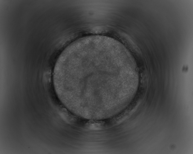 X0000100890368200807220957