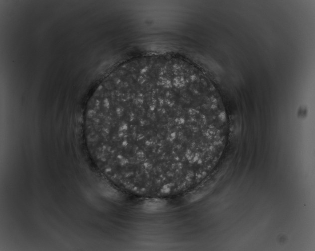 X0000100890369200807220957