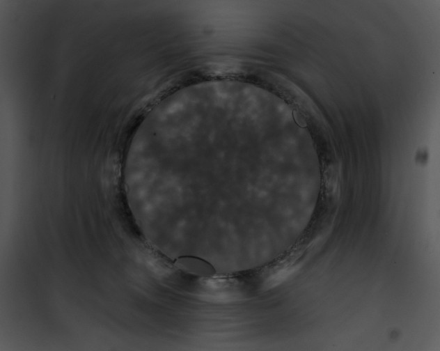 X0000100890372200807220957