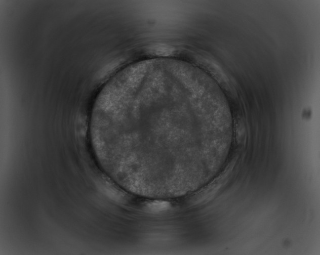 X0000100890374200807220957