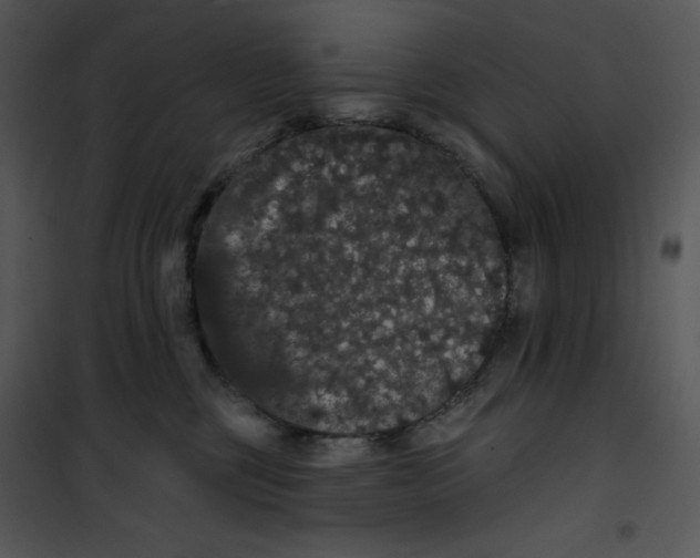 X0000100890377200807220957