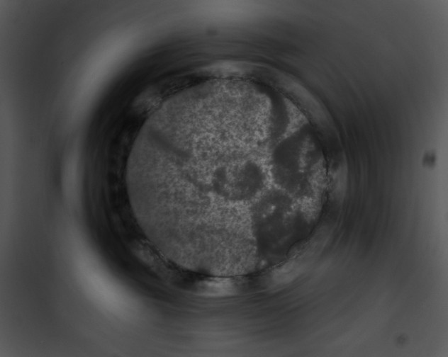 X0000100890381200807220957