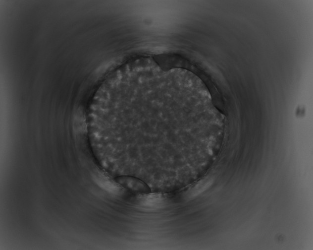 X0000100890384200807220957