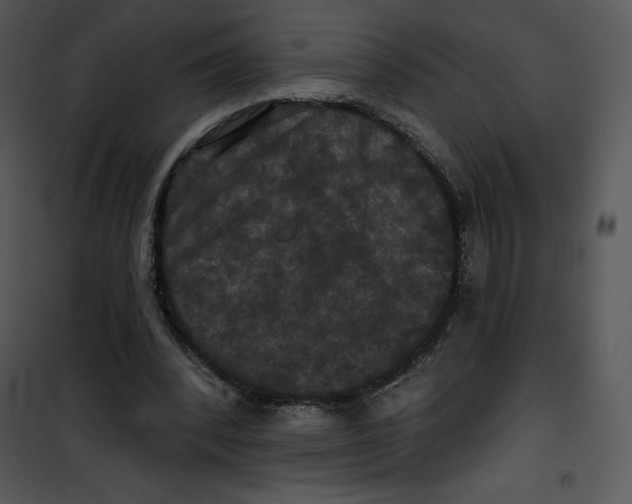 X0000100890392200807220956