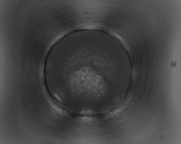 X0000100890394200807220956