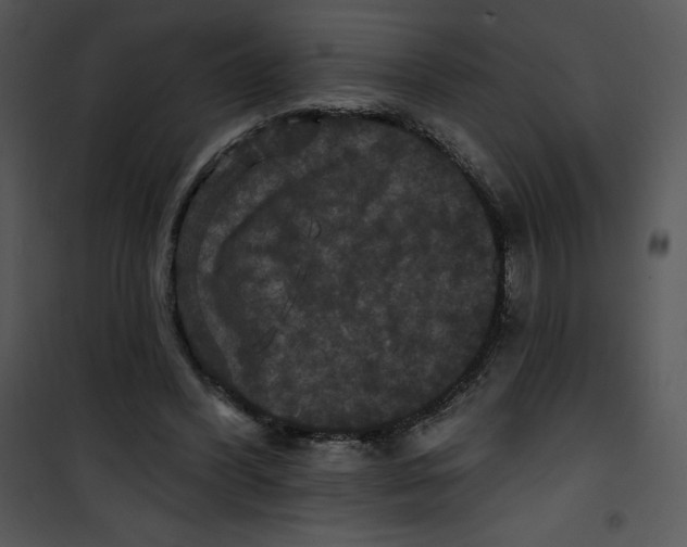 X0000100890396200807220956