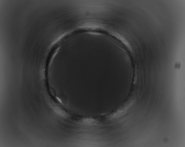 X0000100890399200807220956