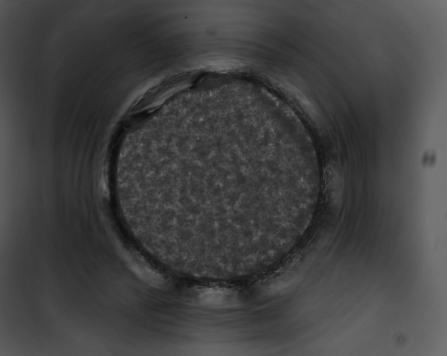 X0000100890400200807220956