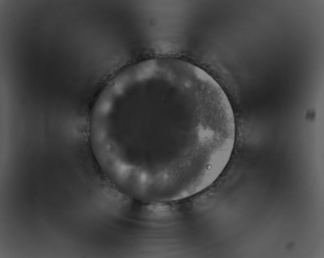 X0000100890419200807220956