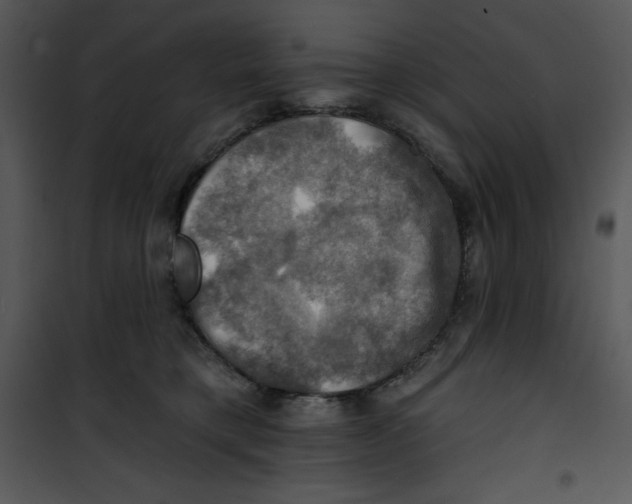 X0000100890421200807220956