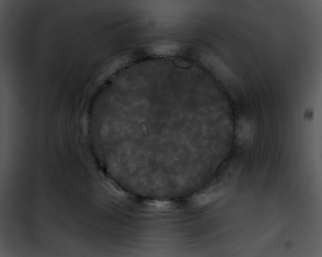 X0000100890428200807220956