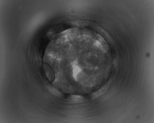 X0000100890429200807220956