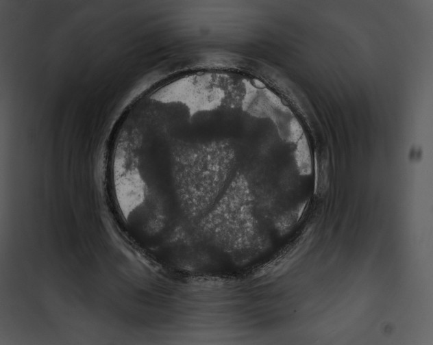 X0000100890435200807220955