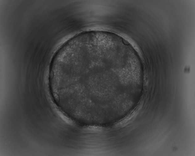 X0000100890437200807220955