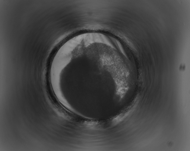 X0000100890440200807220955