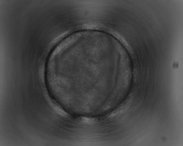 X0000100890442200807220955