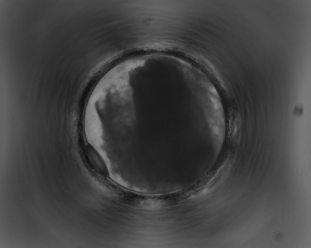 X0000100890444200807220955