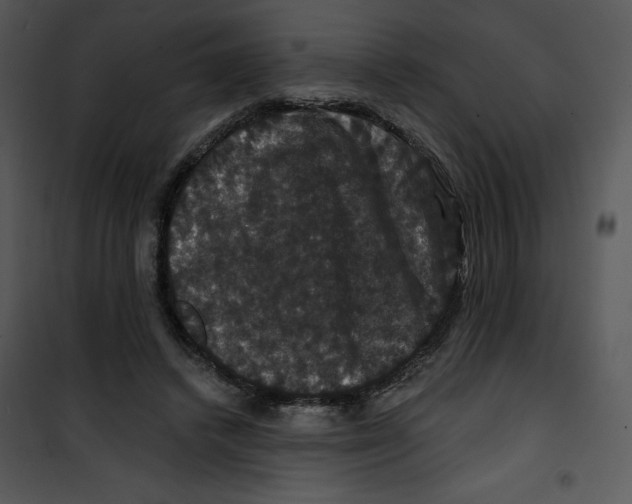 X0000100890448200807220955