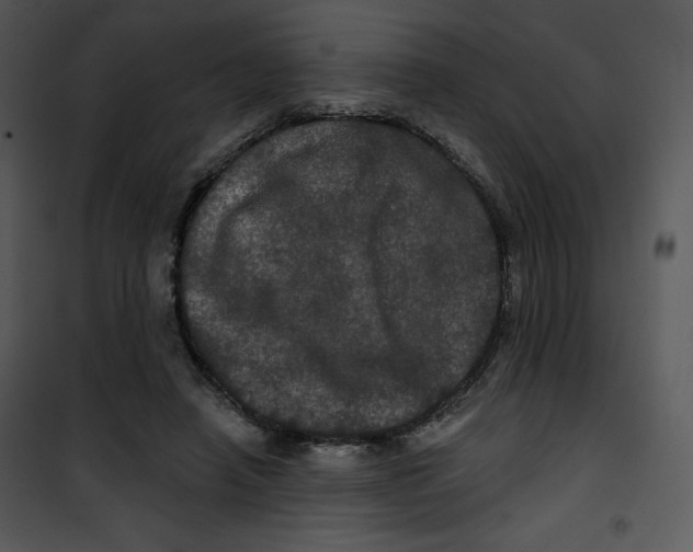 X0000100890450200807220955