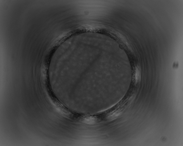 X0000100890456200807220955