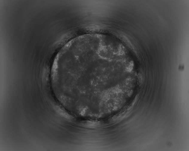 X0000100890458200807220955