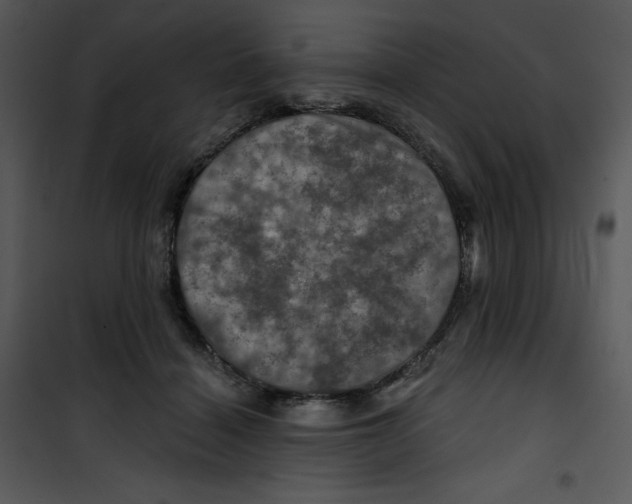 X0000100890460200807220955